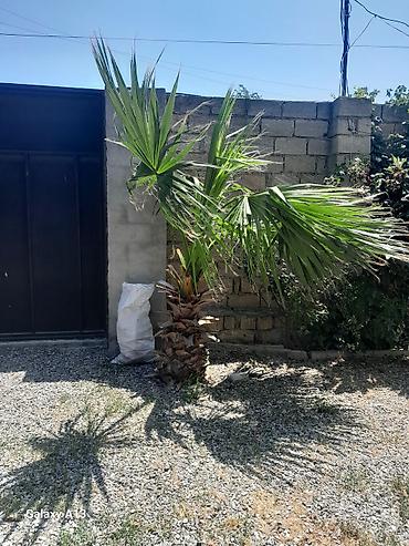 evkalipt ağacı haqqinda: Məhsul: Dekorativ xurma ağacı (fan-palması, Washingtonia tipli) — 2