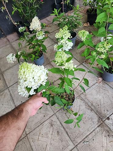 payiz dekoru: Ağ çiçəkləri olan panikulyar hortensiya (Hydrangea paniculata) – — 2