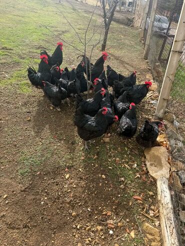 Toyuqlar: Australorp Cəm 23 Heyvandır 19 Toyuq Yumurtlayan 4 Damazlıq Xoruz — 3