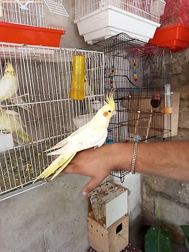 Tutuquşları: Ayaqlari üzüklü Əl quşlari ağlar45-50 Azn Bozlar 35 Azn vitaminli — 11