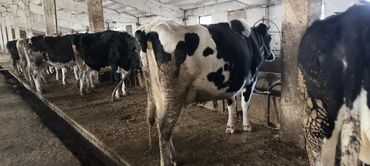 Коровы, быки: Продаю | Корова (самка) — 30