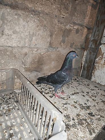 göyercin yuvası: Qüvvətli uçuşa malik bakı nzs - Növ: ev/poçt tipli bakı göyərçinləri — 1