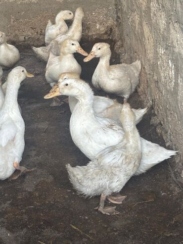 Зоотовары: 150 ədəd Ağ Pekin ördəkləri – fermadan. Məhsul təsviri: - Ağ lələklı
