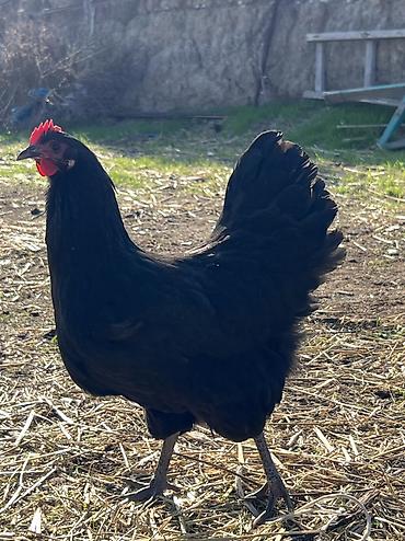 Toyuqlar: Toyuq, Australorp, Damazlıq — 9