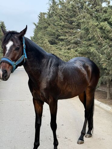 Atlar: Erkək, il: 5, Ünvandan götürmə — 9