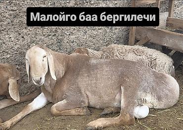 Баран, овца: Продаю | Овца (самка) | Эдильбаевская | Для разведения | Матка — 3