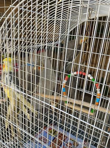 korella satışı: Elaqe vatsapla 35 -40 azn Nimfa (cockatiel) tutuquşuları – bir qəfəsdə — 4
