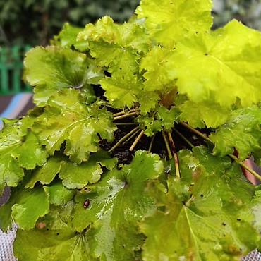 Другие садовые цветы и кустарники: Продаю гейхеру. В коллекции более 80 сортов. Звоните по тел. Вацап — 3