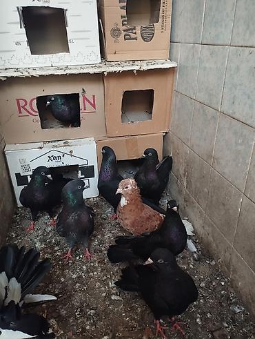 quşlar goyərcin: Qaralar 1 cütdən törəmədi Ana və Dədələrin Uçuşun Görmüşəm bala — 4