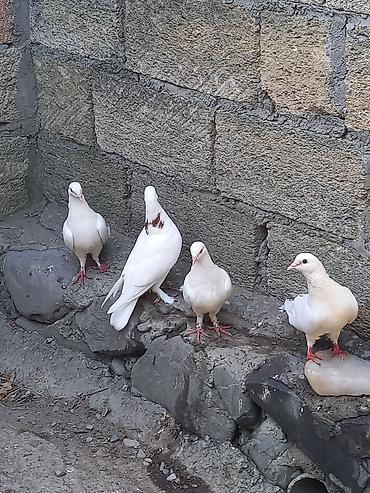 Göyərçinlər: Biri 5 manatdan satılır. gözdü quşlardı tutulma quş deyil -da lalafo.az — 9 Göyərçinlər: Biri 5 manatdan satılır. gözdü quşlardı tutulma quş deyil — 9