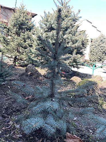 Декоративные деревья: Саженцы деревьев: Ели, Платная доставка, Самовывоз — 18
