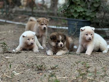 ən gozəl it adları: Cins:Akita uni (şirin, toppuş, orta-böyük ölçü qrupuna aid) Rənglər — 7