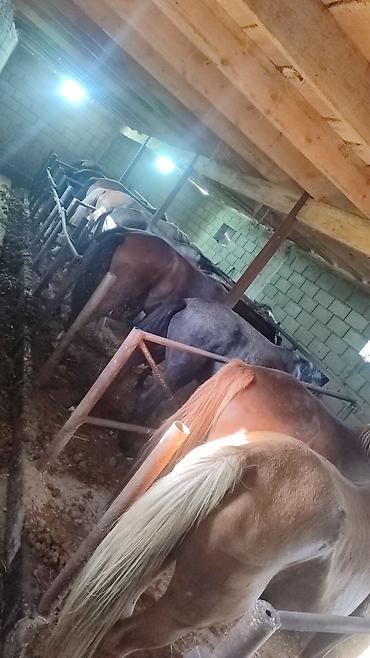 корова симентал: Продаю | Кобыла (самка) | Рабочий — 5