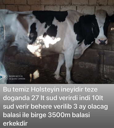 sudluk inekler v Azərbaycan | İnəklər, camışlar: Unvan fatmayı