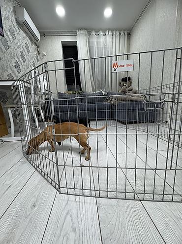 pet банки: Продаю металлический секционный манеж-вольер (бренд Wild-Town) для — 3