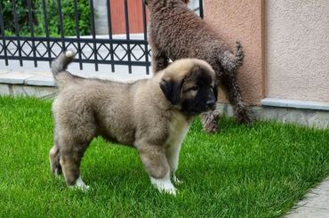 Psi: Odgajivačnica "Joxateam kennel" prodaje štenad Kavkaskog ovcara od — 8