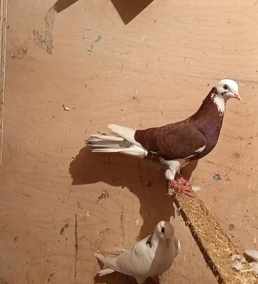 Göyərçinlər: Temiz babayevisqi eni quyruq hundur ayaq uzun quwdardi erkey dest ag — 9