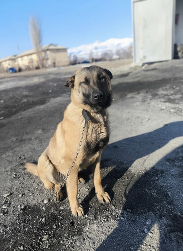 Продажа собак: Порода: бельгийская овчарка (малинуа) Самец Описание: - ОПЫТНЫЙ — 1