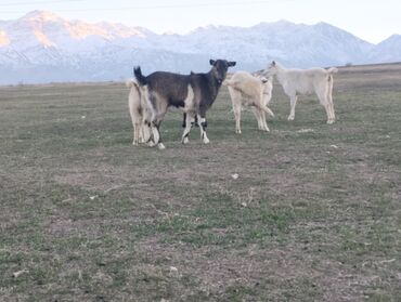 Козы, козлы: Продаю | Коза (самка) | На забой, Для молока — 1