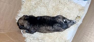 Отдам даром собаку: Собака даром: 1 месяц, Самец — 8