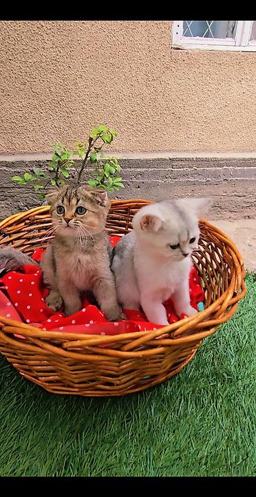 кошка мальчик: Шотландские котята — 8
