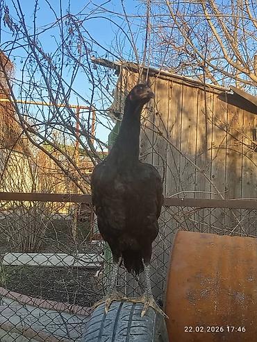 Куры, петухи: Продаю | Петух | Для разведения — 16