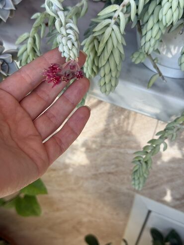 Otaq bitkiləri: Комнатные растения Крестовник — крупные и мини-растения Каменный — 3