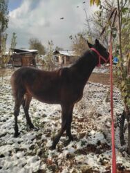 продажа домашних кур: Продаю | Жеребец | Для разведения, На забой, Рабочий