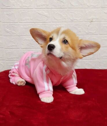 İtlər: Korgi, 2 ay, Erkek, Sənədli, Pulsuz çatdırılma — 4