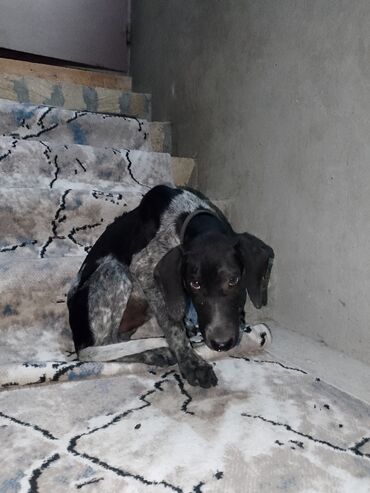 it sahiblənmək: Peyvəndli