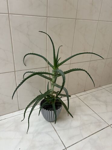 Ağaclar: Aloe vera orjinal çoxalan bitki