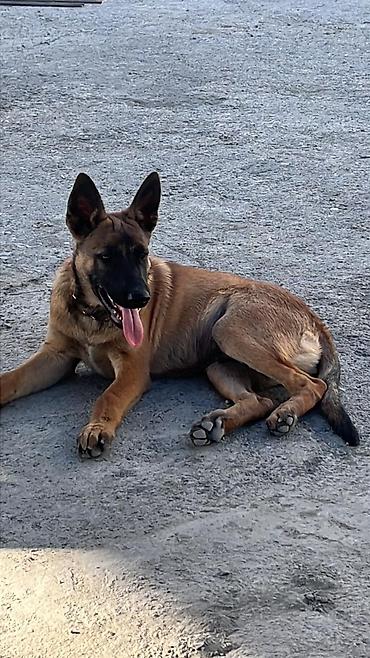 çöl iti: Belçika çoban iti, 2 ay, Dişi, Peyvəndli, Pulsuz çatdırılma — 7