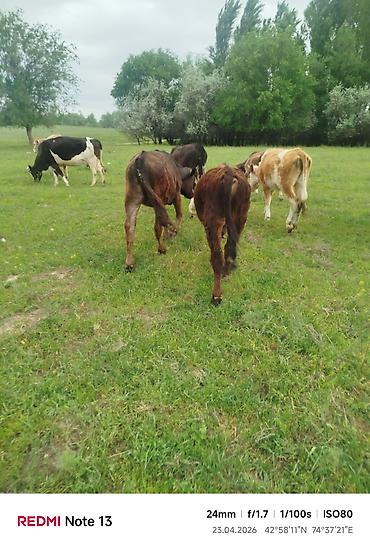 Коровы, быки: Продаю | Бык (самец) — 1