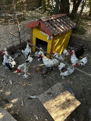 İtlər: Məhsul: Dekorativ xırda cins toyuqlar (bantam tipli) Təsvir: -