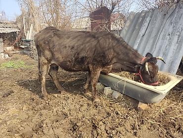 Коровы, быки: Продаю | Корова (самка) | Для молока | Привязанные — 3