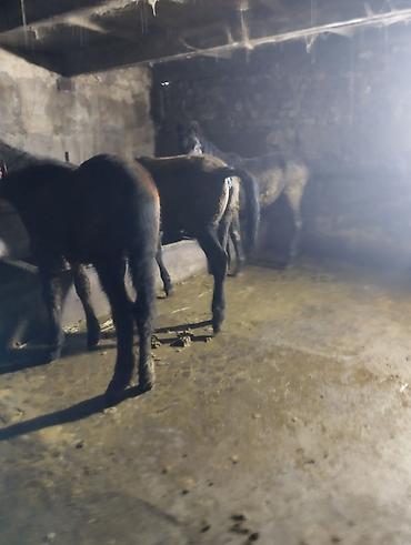 Лошади, кони: Продаю | Жеребенок | Для разведения | Племенные — 7