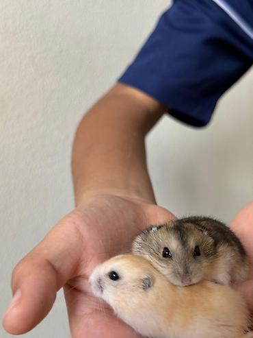 Хомяки: Карликовые хомячки (джунгарики). Два окраса: - песочный (кремово‑рыжий — 7