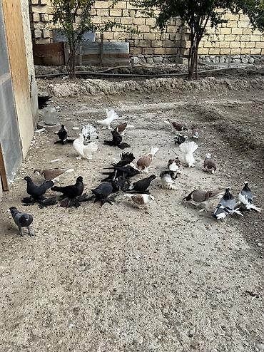 goyərcin səkli: Dekorativ goyercinler satilir ciddi alicilar yazsin — 8