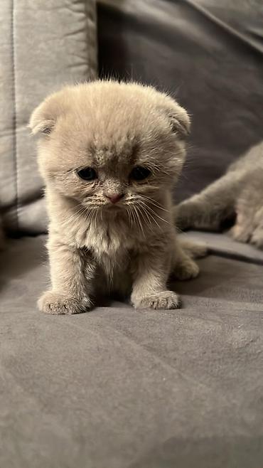 Pişiklər: Şotland yastı qulaq, Erkək, Dişi, Yaxşı əllərə — 9