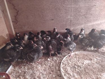 Cücələr: Xarkov cuceleri 25 günlük satiwda — 4