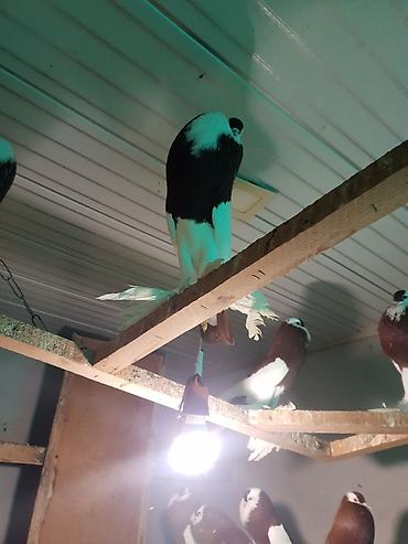 Pişiklər: Pişiklər -da lalafo.az — 24 Pişiklər: Pişiklər — 24