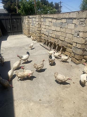 yumurtlayan toyuqlar satilir: Məhsul: Ev toyuqları (yumurtacı və ətlik qarışıq sürü) Leghorn cins — 1