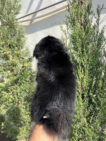 İtlər: Pekines, 3 ay, Dişi, Peyvəndli, Pulsuz çatdırılma — 3
