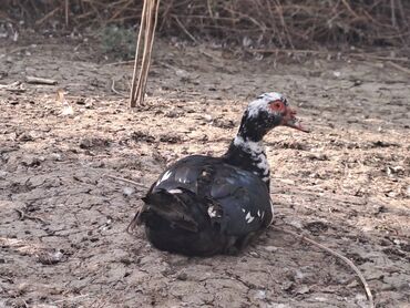 Ördəklər: Salam lal ördəklər satılır iri heyvanlardı fərələr 23 azn xoruzlar 34 — 11