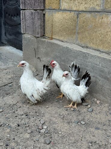 Птицы: Продаю японских Шабо. Привозные. Окрас бежевый и белый! Можно семейкой — 3