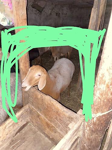 переярки: Продаю | Овца (самка) | Эдильбаевская | Для разведения | Матка — 3