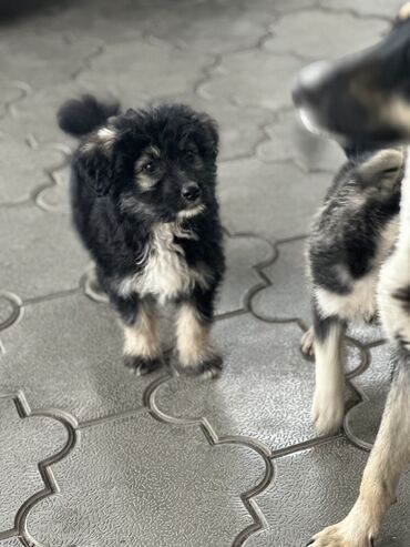 Собаки: Отдаю щенков в добрые руки
 возраст 2 месяца 
Девочки