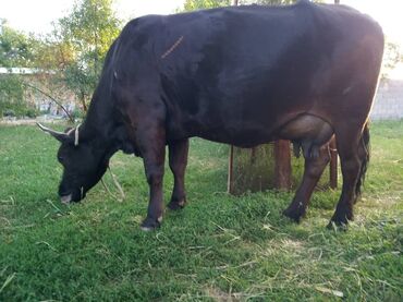племенные коровы: Продаю | Корова (самка) | Голштин, Алатауская | Для разведения, Для молока