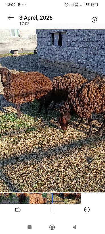 qoyun satişi: Satılır.Temiz yerli cins quzular qoçluq 3 biryerdə 2100 manat — 2