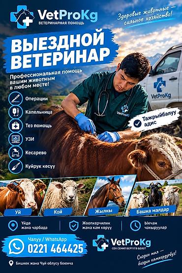 теке козел: 🐄🐑 Ветеринардык кызматтар 🐎🐐 ✔️ Кой, уй, жылкы, эчкилерди кароо жана — 1